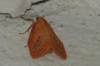 Miltochrista miniata