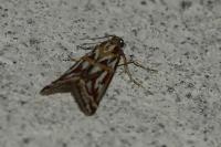 Acrobasis porphyrella