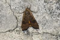 Noctua pronuba