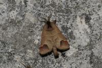 Clostera curtula
