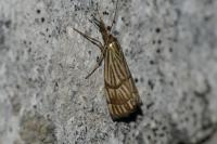 Chrysocrambus linetella