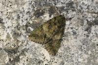 Polyphaenis sericata