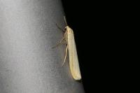 Indalia pygmaeola