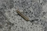 Crambus pascuella