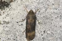 Agrotis ipsilon