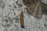 Agriphila inquinatella