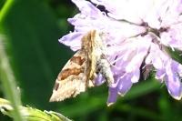 Euclidia glyphica