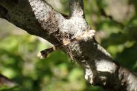 Oxyptilus