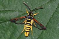 Synanthedon vespiformis