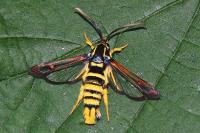 Synanthedon vespiformis