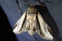 Pheosia tremula