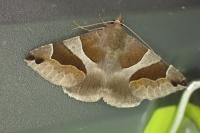 Dysgonia algira