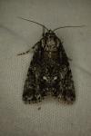 Acronicta rumicis