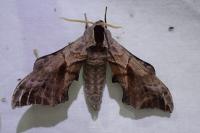 Smerinthus ocellatus