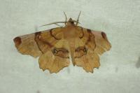 Selenia lunularia
