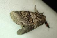 Gluphisia crenata