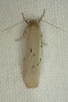 Pelosia muscerda