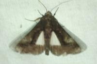 Aedia leucomelas