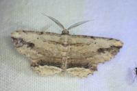 Menophra abruptaria