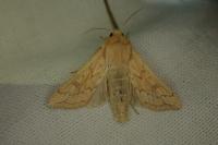 Mythimna vitellina