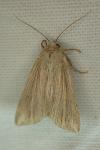 Mythimna riparia