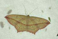 Timandra comae