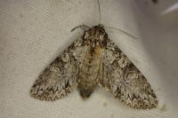 Polia nebulosa