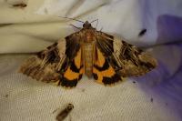 Catocala fulminea