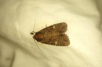 Mesapamea secalella / Mesapamea secalis