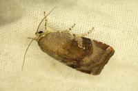 Noctua janthe / Noctua janthina