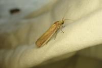 Oncocera semirubella