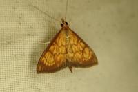 Ecpyrrhorrhoe rubiginalis