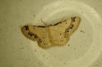 Idaea trigeminata