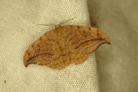 Drepana curvatula