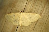 Idaea straminata