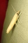 Agriphila geniculea
