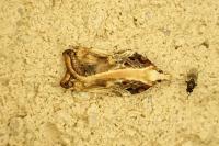 Acleris cristana