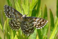 Scopula tessellaria