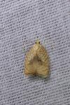 Acleris forsskaleana