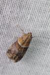 Acrobasis repandana