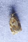 Ditula angustiorana