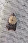 Acleris variegana