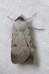 Lygephila craccae