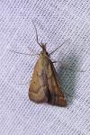 Synaphe punctalis