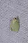 Tortrix viridana