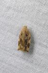 Archips xylosteana