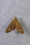 Dysauxes ancilla