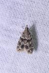 Eudonia mercurella