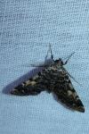 Idia calvaria
