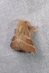 Malacosoma neustria